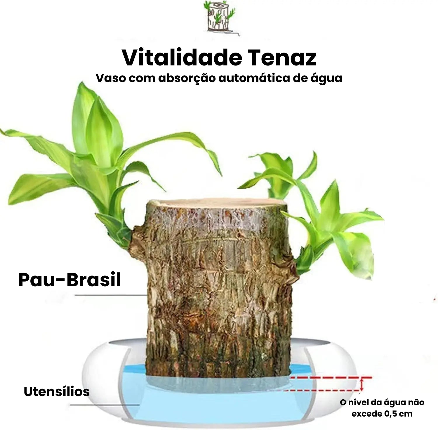 Planta em Vaso - Portal do Dragão Dourado - Abundância e Prosperidade