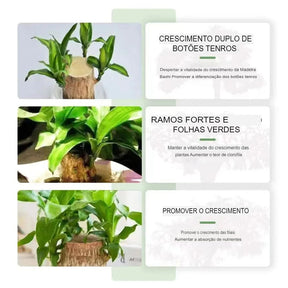 Solução Nutritiva de Fertilizantes Líquidos para Cultivo Hidropônico de Flores Nutrientes