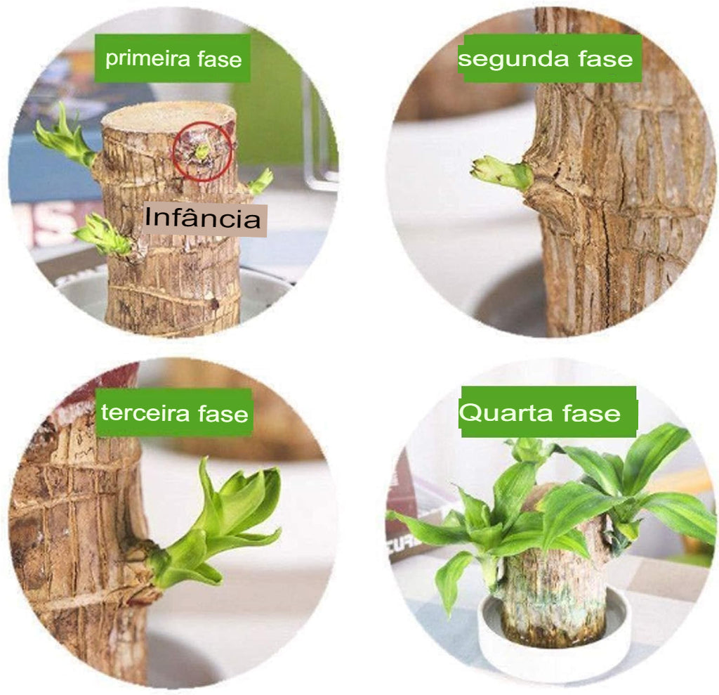 Planta em Vaso - Portal do Dragão Dourado - Abundância e Prosperidade